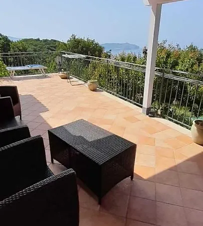 Mimosa * Pisciotta